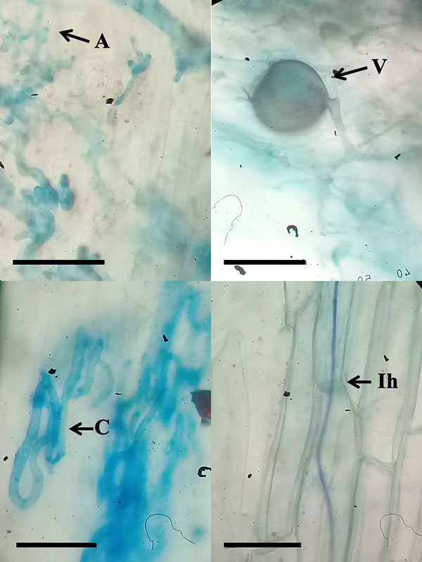 e018-fig3