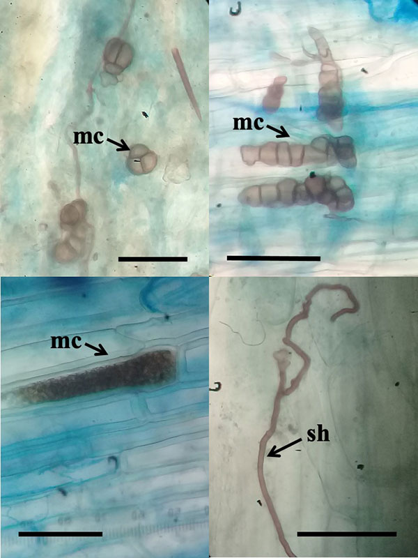 e018-fig4