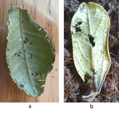 eSC02-fig3