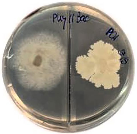e019-fig2