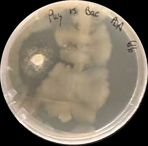 e019-fig3