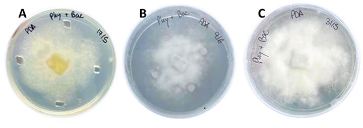 e019-fig4