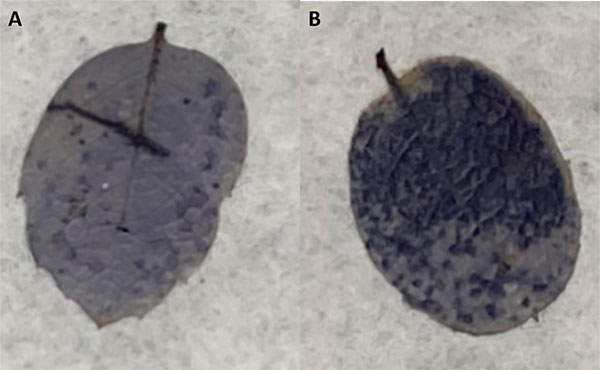 e019-fig7
