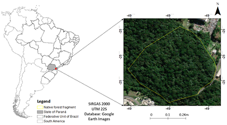 Quantification of biomass and carbon stock in a remmant of Atlantic forest in southern Brazil.