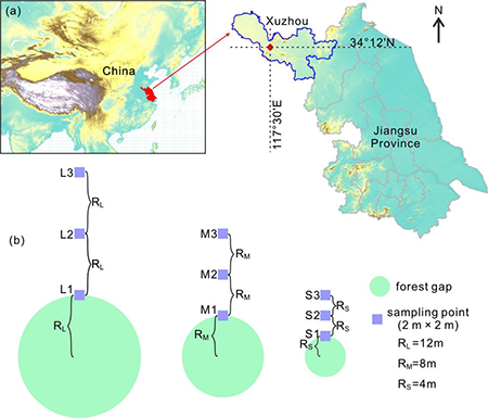 (a) The experimental sample plots were located in Xuzhou City, in the northwestern part of Jiangsu Province, China. (b) In this study, three circular forest gaps of different sizes were established, with radius of RL, RM, and RS, respectively (RL=12m, RM=8m, and RS=4m). From the center of each forest gap, proceeding due north, three 2 m×2 m sampling points were established at radius intervals. The sampling points were designated as L1, L2, L3, M1, M2, M3, S1, S2, and S3.