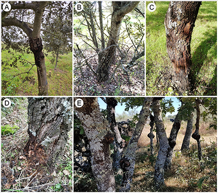 Symptoms of larval damage caused by clear-wing moths (often associated with cankers or tumescence) in different-aged trees of holm oak (Quercus ilex) (A-C), cork oak (Quercus suber) (D) and Pyrenean oak (Quercus pyrenaica) (E).