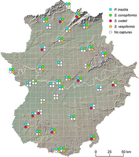 Chorology of the four species of oak-living clear-wing moths detected in Extremadura (SW Spain) (n = 37 sites, see Suppl. Table S1) using pheromone traps: Paranthrene insolita, Synanthedon conopiformis, Synanthedon codeti and Synanthedon vespiformis. The 10 × 10 km UTM grid (datum ETRS89) is superimposed on the map.