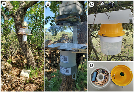 Automated traps used in this study to assess the diel activity of the target clear-wing moth species in the wild. A: a phototrap set in a Pyrenean oak forest (Montánchez, Cáceres, April 20, 2023; site/year code: 46F); B: detail of the phototrap; C: an infrared-sensor trap set in a cork oak open woodland (Santibáñez el Bajo, Cáceres, April 19, 2021; site/year code: 22S); D: detail of the infrared-sensor trap (opened) showing the arrangement of the electronic components. See text for a detailed description.