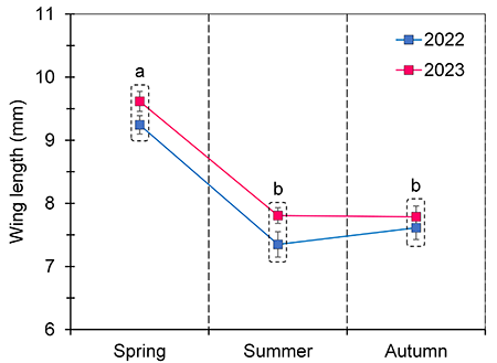 Mean adult size (forewing length, mm) of Synanthedon vespiformis males caught in pheromone traps for two consecutive years (2022-2023), depending on the season (spring, summer and autumn). Means labelled with different lowercase letters (pooled years) are significantly different (P < 0.01). Vertical lines represent the standard error of the mean. See text for a full statistical analysis.