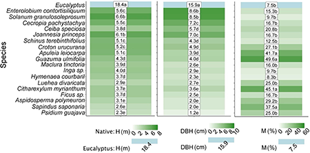 Means found for height (H), diameter at breast height (DBH) and percentage of dead plants (M) for Eucalyptus and native species in an Atlantic Forest restoration in Brazil at 42 months after planting. The means followed by the same letter in the column do not differ from each other according to the Scott-Knott test at the 5% probability level. Averages followed by an asterisk (*) indicate values less than 0.009.