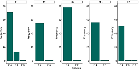 Frequencies of naturally regenerating species in the plantation for each planting model: T1, 100% native; M1, 25% Eucalyptus; M2, 33% Eucalyptus; M3, 50% Eucalyptus; and T2, 100% Eucalyptus, in an Atlantic Forest restoration in Brazil at 42 months after planting. E.1: Albizia. polycephala; E.2: Baccharis dracunculifolia; E.3: Schinos terebinthifolius; E.4: Vernonia polysphaera; E.5: Psidium guajava; E.6: Solanum. paniculatum.