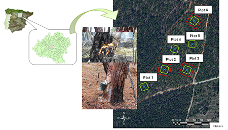 Location of the study site and experimental design in Quintana Redonda (Soria province, Northern-Eastern Spain, Coordinates 41º 38’ 04’’ N; 2º 39’04’’W Altitude 1030 m). Plots 2, 3 and 6 were randomly selected for burning (April 2018) and 45 sample trees (15 trees per plot) were tapped after prescribed underburning (June 2018); plots 1, 4 and 5 were tapped (45 trees) in June 2018 (control).