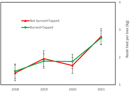 Average resin yield per tree in the treatments under study: Tapping only and Prescribed underburning (PB)+Tapping. The GLMM did not detect any significant differences in resin yield between treatments (p=0.93) but revealed a significant effect of years (2018-2021) for the same treatment (repeated measurements) (p<0.001).
